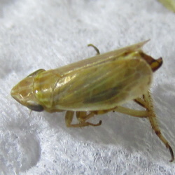 Diplocolenus bohemani